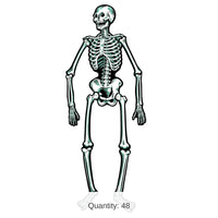 48 Piece Bulk Halloween Jointed Skeleton Decoration