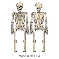 12 Pack Bulk Vintage Halloween Jointed Skeleton