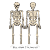 12 Pack Bulk Vintage Halloween Jointed Skeleton