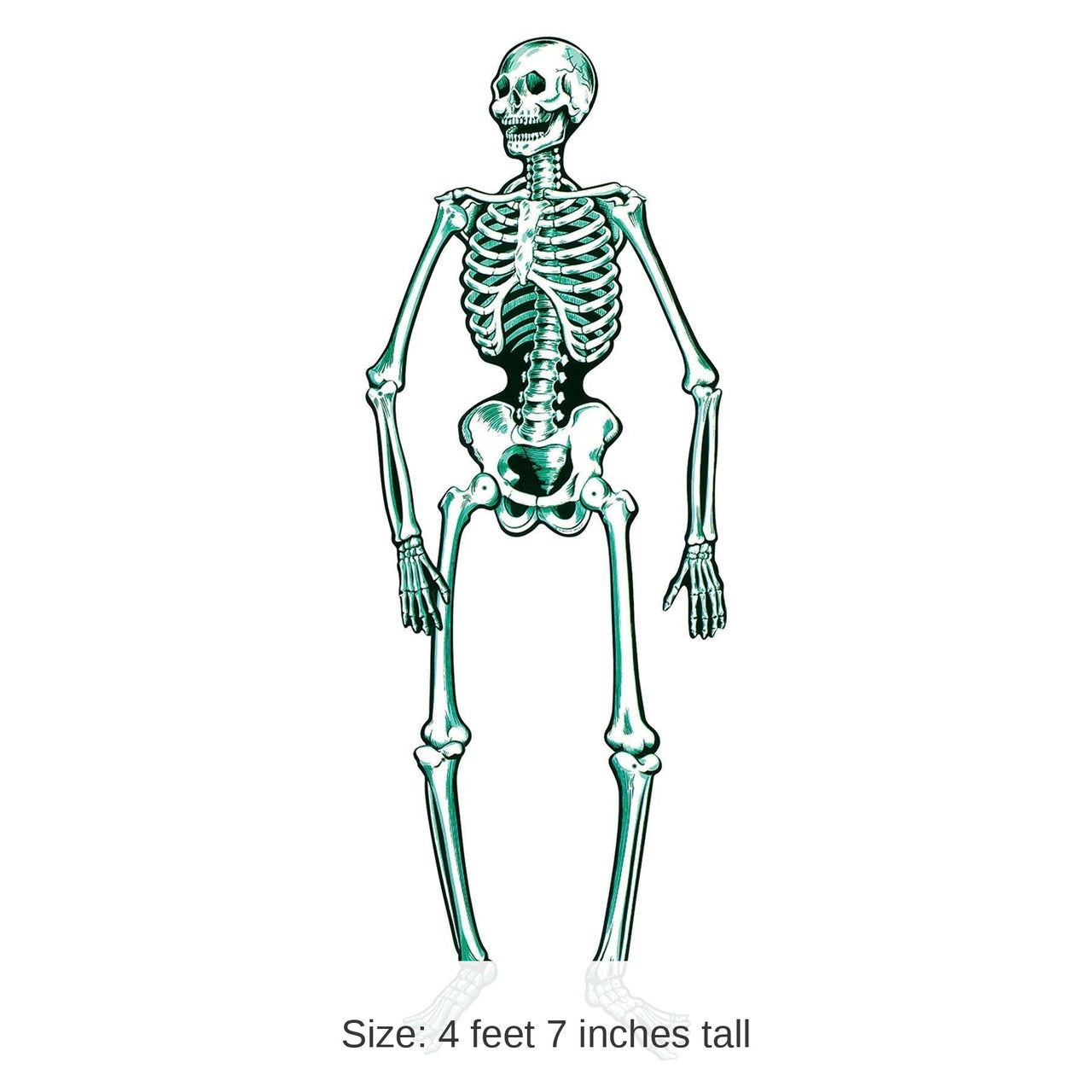 12 Pack Bulk Halloween Jointed Skeleton- Blue and White