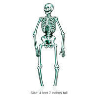 12 Pack Bulk Halloween Jointed Skeleton- Blue and White