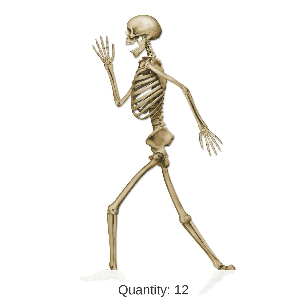 12 Pack Bulk Halloween Profile Pete Jointed Skeleton