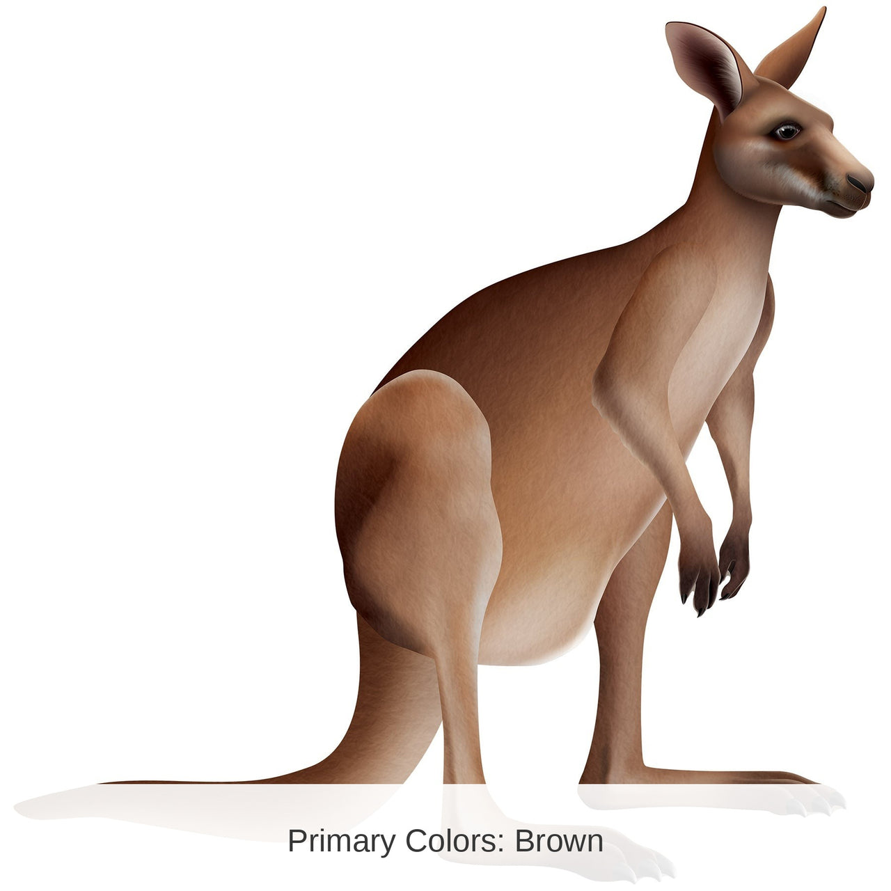 12 Pack Bulk Jointed Kangaroo Wall Decoration