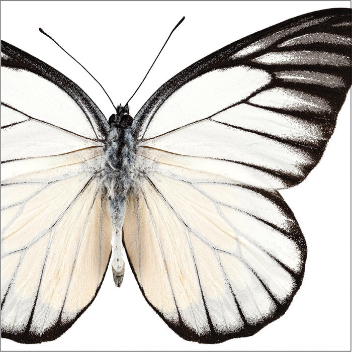 288 pc Bulk Entomount Butterfly Beverage Napkins